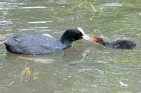 'Chickfeed' (Coots)