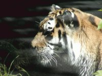 Tiger 6