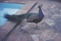 Pavo real