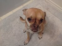 COQUITO