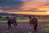 Sunset horses