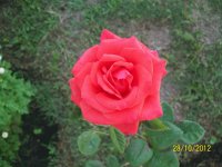 rosa