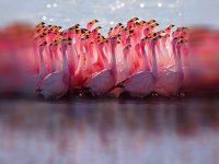 flamingos