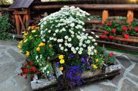 flores
