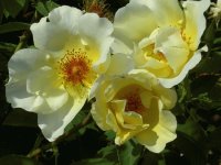 flores - rosas silvestres