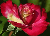 flores - rosas