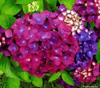 flores - hortências