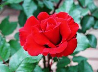 red rose