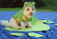 perrito rana