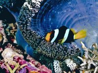 anemone fish