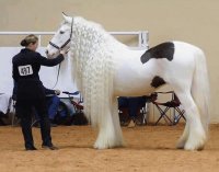 Arabian horse