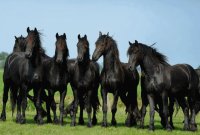 horses