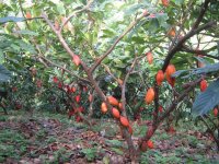Cacao