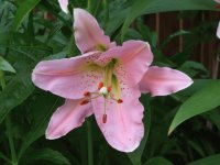 Oriental Lily
