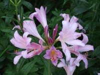 Hardy Amaryllis