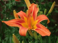 Day Lily