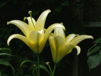 Lily