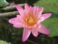 Water Lily