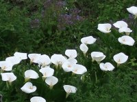 Cinque Terre: Calla Lily