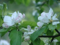 manzanos en flor