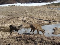 huemules.. carretera austral sur