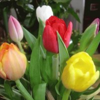 Tulipanes