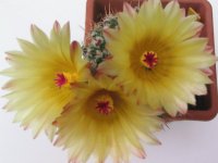 mamillaria fiorita