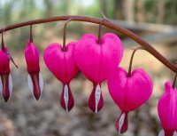 pink heart flowers