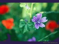 fleur