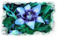 lys