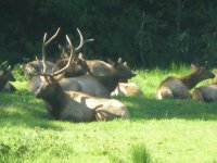 Elk