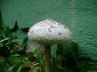 champignon