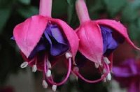 fleurs