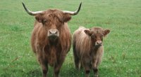 VACAS ESCOSESAS
