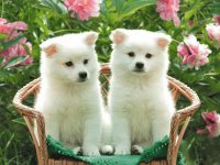 Os cachorros mais lindos!!!