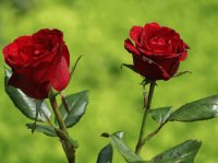 ROSAS ROJAS