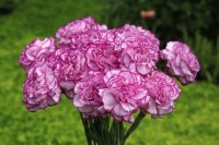 CLAVEL ROSA MATIZADO