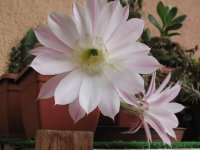 fiore di mamillaria