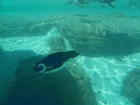 Penguin swimming