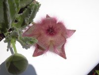 fioritura della stapelia