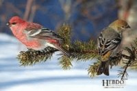 oiseaux