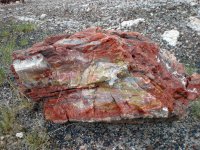 petrified wood