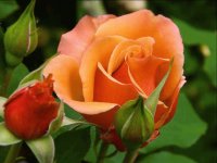 flores