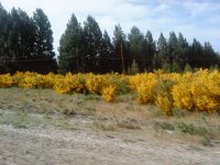 San Martin de los Andes (Retamas)