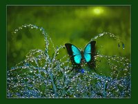 blue butterfly