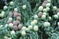 Pinecones