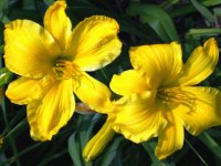 Daylilies