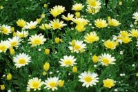 Daisy Field