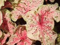 Caladiums