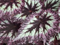 Begonia Leaves